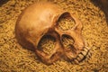 Skull and rice paddy, still life.