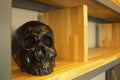 Skull on the shelf