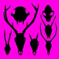 Skull silhouette - animal pattern