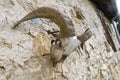 Skull, skeleton of a goat, with big, crooked horns, hangs by wall