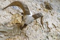 Skull, skeleton of a goat, with big, crooked horns, hangs by wall