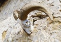 Skull, skeleton of a goat, with big, crooked horns, hangs by wall