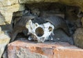 Skull, skeleton of a goat, with big, crooked horns, hangs by wall