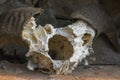 Skull, skeleton of a goat, with big, crooked horns, hangs by wall