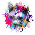 Sphynx cat in colorful paint splashes, paint splashes art design Royalty Free Stock Photo