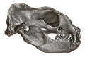 Skull of Steller sea lion eumetopias jubatus