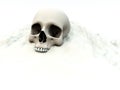 Skull In White
