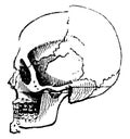 Skull white male, vintage engraving