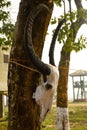Skull Of Wild Buffalo With Long Horns Hanging On Tree Side View.