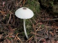 Skullcap Dapperling - Leucocoprinus brebissonii