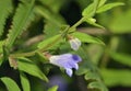 Skullcap