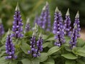 Skullcap (Scutellaria lateriflora) in the garden