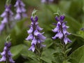 Skullcap (Scutellaria lateriflora) in the garden Royalty Free Stock Photo