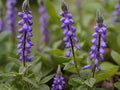 Skullcap (Scutellaria lateriflora) in the garden Royalty Free Stock Photo