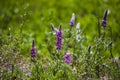 Skullcap at Yosemite