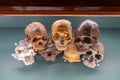 Skulls of Ancient Humans Royalty Free Stock Photo