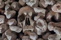 Skulls and bones in a wall Royalty Free Stock Photo