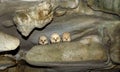 Skulls in cave. Londa is burial site in Tana Toraja, South Sulawesi, Indonesia