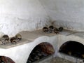Skulls in Neamt Monastery, Moldavia