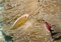 Skunk Anemonefish