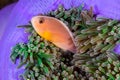 The Skunk Anemonefish, fish Royalty Free Stock Photo