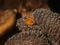 Skunk Anemonefish Royalty Free Stock Photo