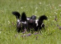 Skunk Babies in a Meadow Royalty Free Stock Photo