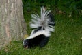 Skunk in Backyard Grass