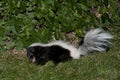 Skunk in Backyard Grass