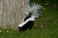 Skunk in Backyard