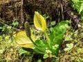 Skunk cabbage in bloom Royalty Free Stock Photo
