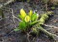 Skunk cabbage flowers Royalty Free Stock Photo