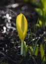 Skunk Cabbage Royalty Free Stock Photo