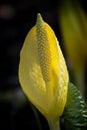 Skunk Cabbage Royalty Free Stock Photo