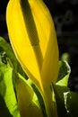 Skunk Cabbage Royalty Free Stock Photo