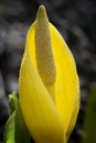 Skunk Cabbage Royalty Free Stock Photo