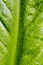 Skunk cabbage leaf detail Royalty Free Stock Photo
