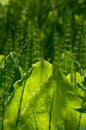 Skunk Cabbage, Lysichiton americanus Royalty Free Stock Photo