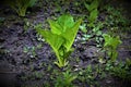 Ohio Skunk Cabbage Royalty Free Stock Photo