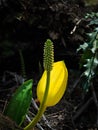 Skunk Cabbage Royalty Free Stock Photo