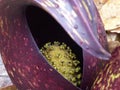 Skunk Cabbage Spandix In A Spathe 2 Royalty Free Stock Photo