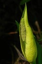 skunk cabbage Symplocarpus foetidus flowering