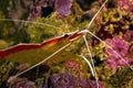 Skunk cleaner shrimp lysmata amboinensis Royalty Free Stock Photo