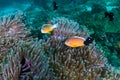 Skunk Clownfish in their host anemone on a tropical coral reef Royalty Free Stock Photo