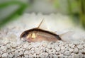 Skunk cory Corydoras arcuatus catfish Royalty Free Stock Photo