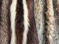 Skunk and Fox Fur Pelts Royalty Free Stock Photo