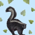 Skunk illustration drawn with pen and digital color