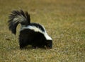 Skunk (Mephitis mephitis) Sniffs in the Grass Royalty Free Stock Photo