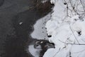 Skunk Tracks on Frozen River Ice in Minnesota Royalty Free Stock Photo