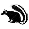 skunk vector drawing. Isolated hand drawn, engraved style illustration